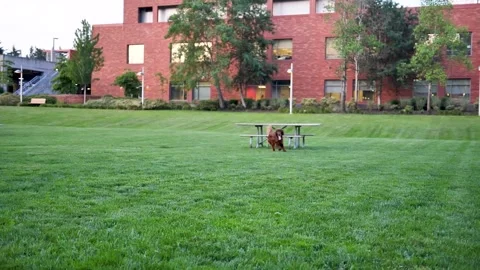 Dog 3 Stock Footage 219824950