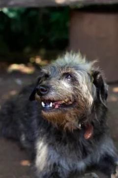 Dog 3 Foto stock