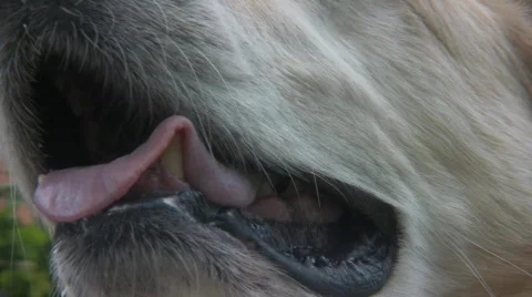 Dog 4 Stock-Footage 506925