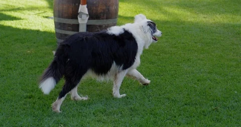 Dog 4 Stock Footage 110966709