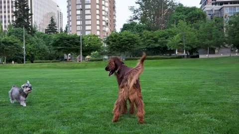 Dog 4 Stock Footage 219825004