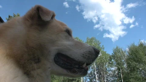 Dog 5 Stock Footage 506928