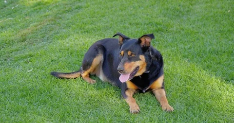 Dog 5 Stock Footage 110961047