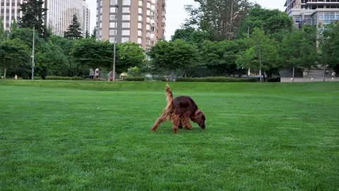 Dog 5 Stock Footage 219825003