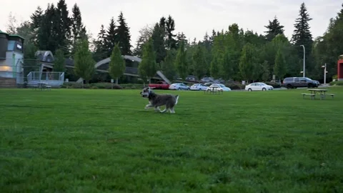 Dog 6 Stock Footage 219825006