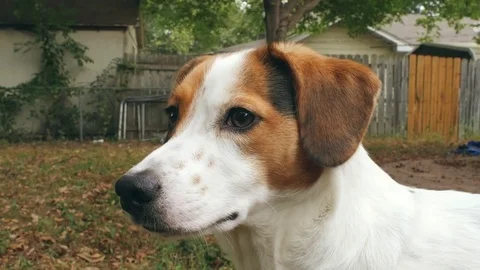 Dog - 60fps Stock Footage 81149635