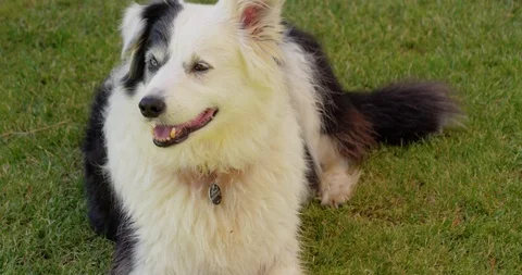 Dog 7 Stock Footage 110962669