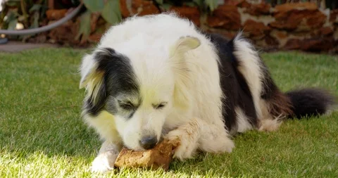 Dog 9 Stock Footage 110967479