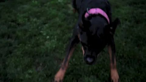 Dog 9 Stock Footage 219825039