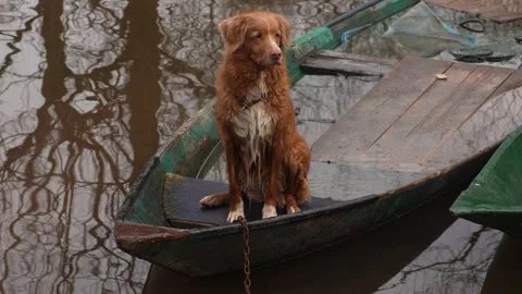 Dog Aboard a Moored Boat. Stock Footage 288254859