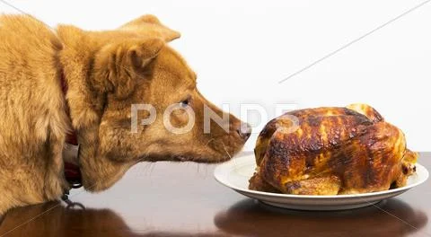 Dog about to eat rotisserie chicken Stock Photos