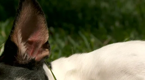 Dog Abstract Stock Footage 610037