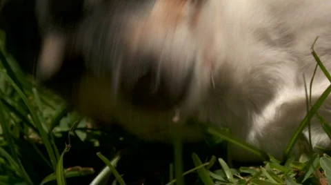 Dog Abstract Stock Footage 610049