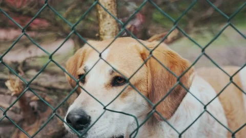 A dog is active behind a fence Video stock 238565096