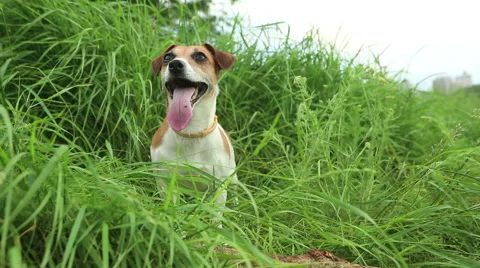 Dog active play bring stick in the grass Vídeo Stock 45860729