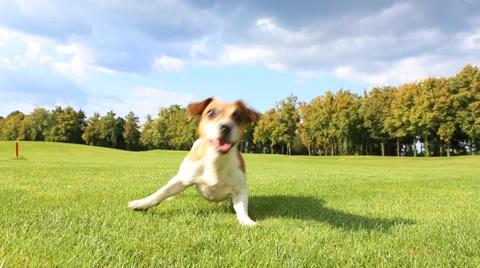 Dog active play Vídeo Stock 45865003