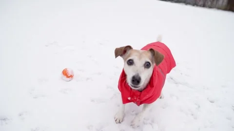Dog active playing ball winter red coat running Stock-Footage 168250612