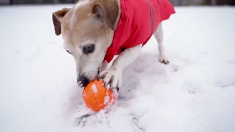 Dog active playing ball winter Vídeo Stock 168250615