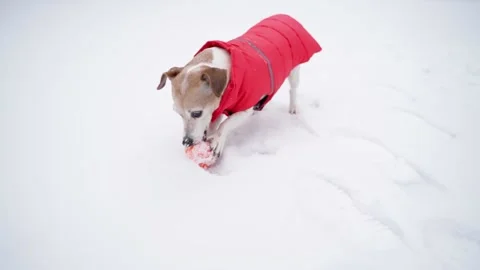 Dog active playing ball winter snow Vídeo Stock 169032326