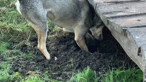 Dog is actively digging hole in ground with his paws. Stock Footage 254963898