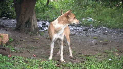 Dog activities include fetch, hiking, agility training, swimming. Stock Footage 289384754