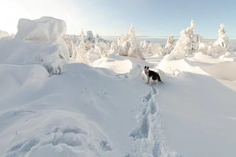 A dog admires the view of snow-covered firs in the mountains Stock Photos
