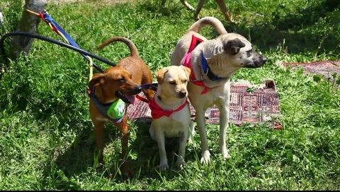 Dog adoption fair 库存影片 2216044