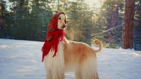 Dog, Afghan hound in a funny fur hat Stock Video Pond5