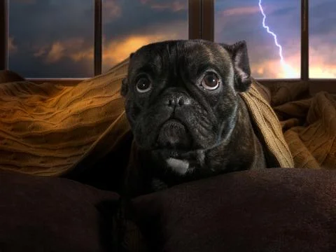 The dog is afraid of thunderstorms. Stock Photos