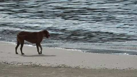 A dog afraid of water on sandy beachfront ocean water summer day Stock Footage 287897544