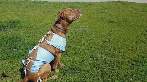 Dog after operation Stock Footage 92546924