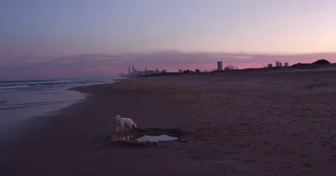 Dog after sunset on beach Stock Footage 69234993