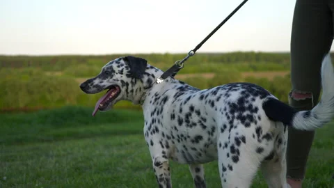 Dog against the background of nature. Video stock 182589416