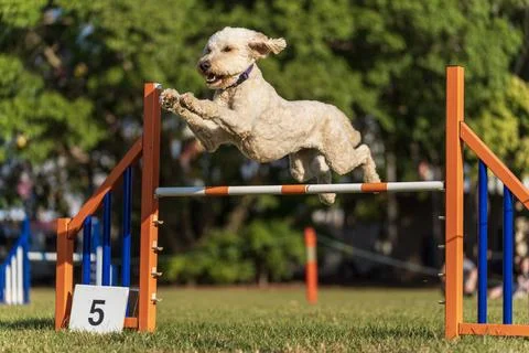 Dog agility competition Stock Photos