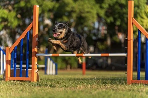 Dog agility competition Stock Photos
