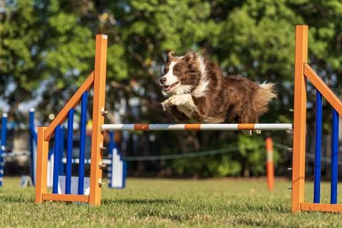 Dog agility competition Stock Photos