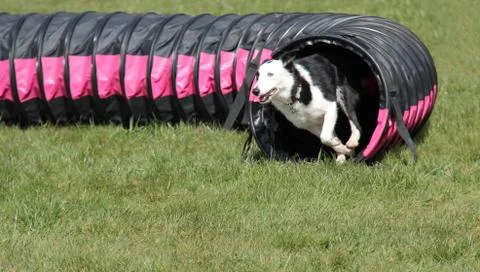 Dog Agility Course. Stock Photos