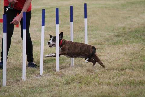 Dog Agility Course. Stock Photos