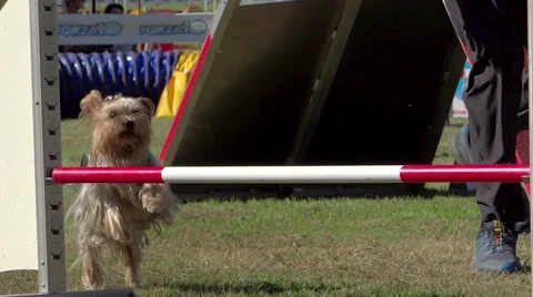 Dog agility 스톡 동영상 41774681