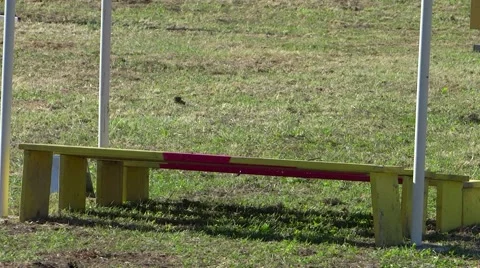 Dog agility Stock Footage 41775530