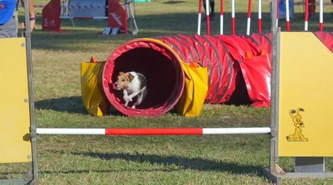 Dog agility Video stock 41795850