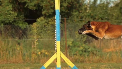 Dog agility jump training. Stock Footage 305371922