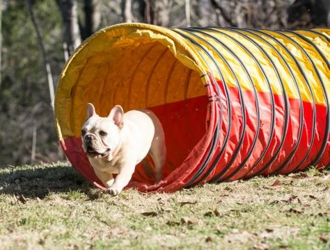 Dog agility Stock Photos