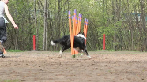 Dog agility race Stock Footage 34412662