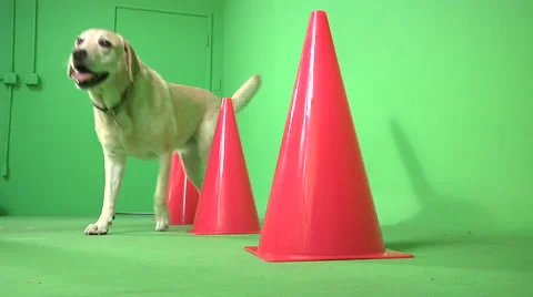 Dog Agility Training with Cones Video stock 56181473
