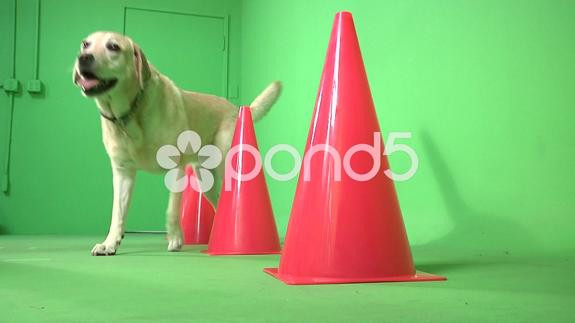 dog agility cones