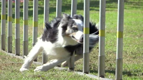 Dog agility, weave poles Stock Footage 41774232