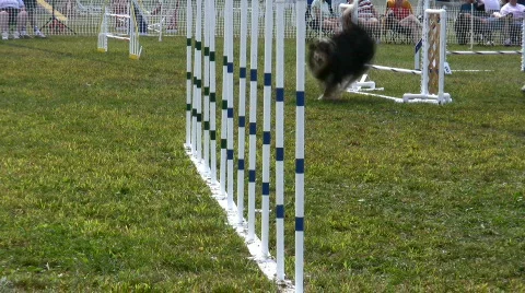 Dog agility weaving part two Video stock 97484