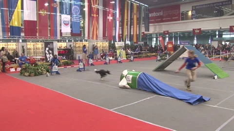 Dog agility,mixed breed race with obstacles at the dog show Stock Footage 45707290