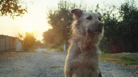 Dog with alert expression on a rural road at sunset. Pet adventure and country Stock Footage 264181540